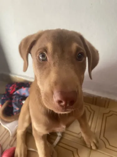 doação cachorro 