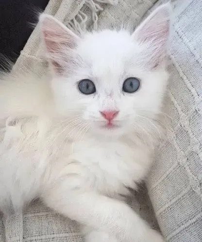 Angora Filhotes Varias Cores 