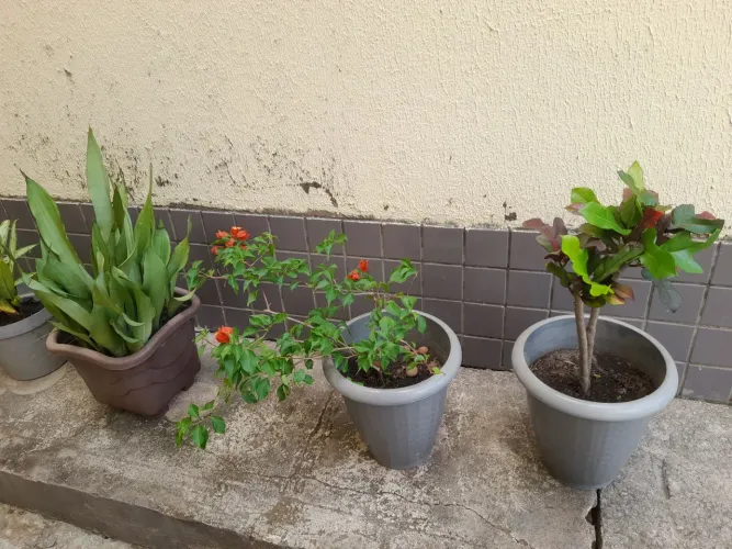Plantas variadas