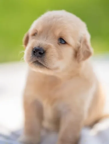 Golden Retriever Filhotes Selecionados.