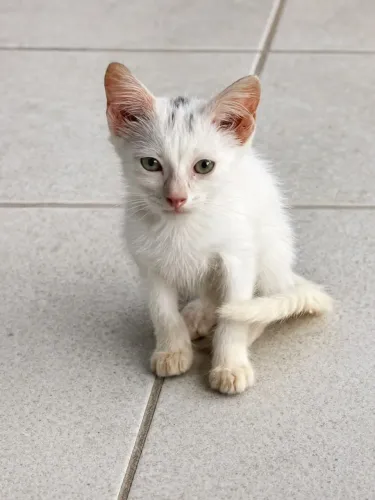 Doação de gatinho