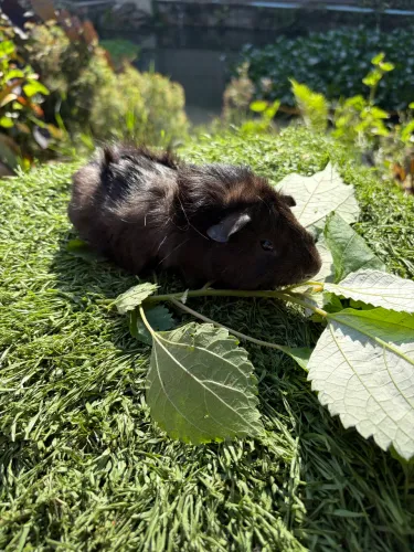 Porquinhos da índia macho