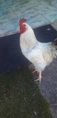 Galo Frango Brahma