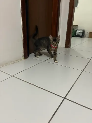 Gatinha para adoção
