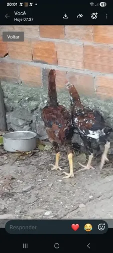 Frango índio gigante