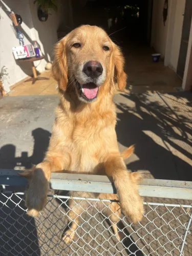 Lindos filhotes de Golden Retriever