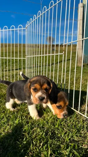 BEAGLES PERFEITOS