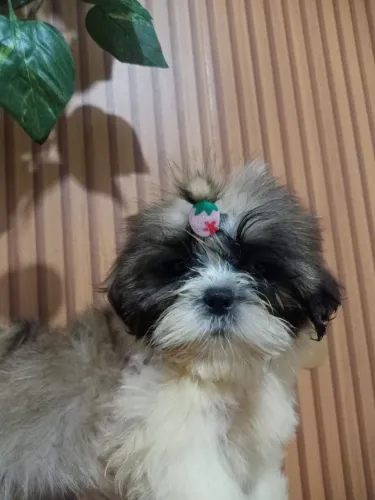 Shih tzu 