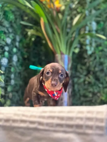 Dachshund kanichen