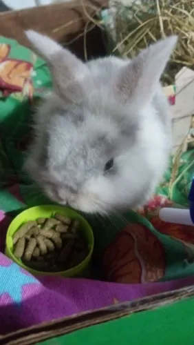 Mini coelho Lionhead filhote