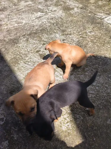 Filhotes para doação