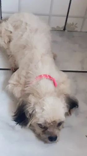 Shitzu fêmea de 1 ano e meio 