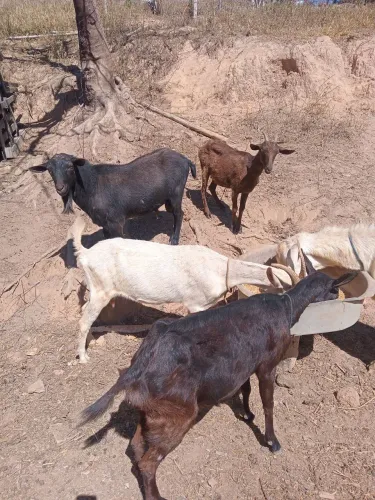 Vendo lote de cabras 