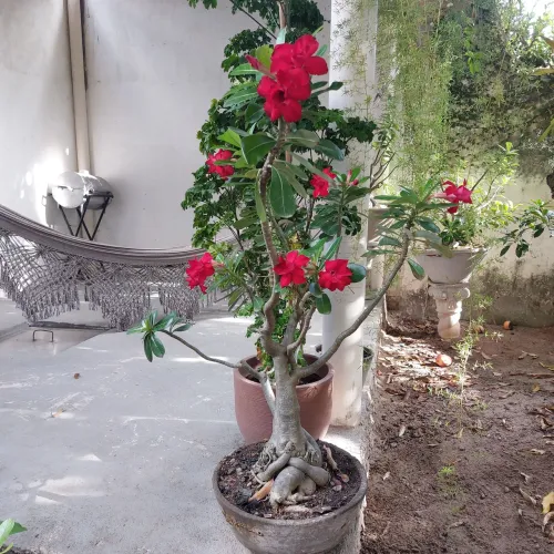 Rosa do deserto