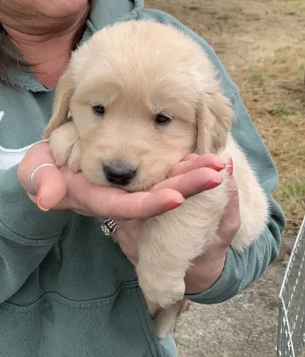 Golden retriever filhotes lindos