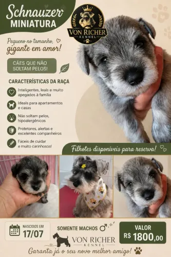 Schnauzer Miniatura Sal Pimenta