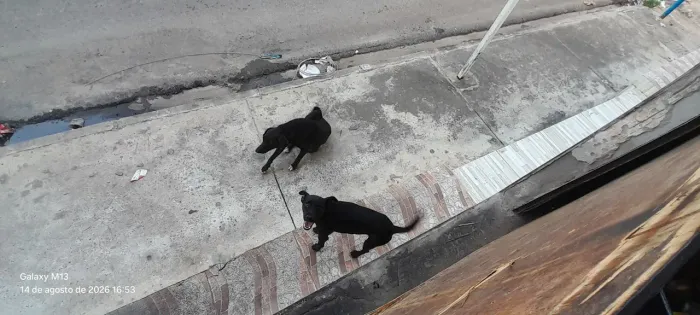 Cachorro para doação 