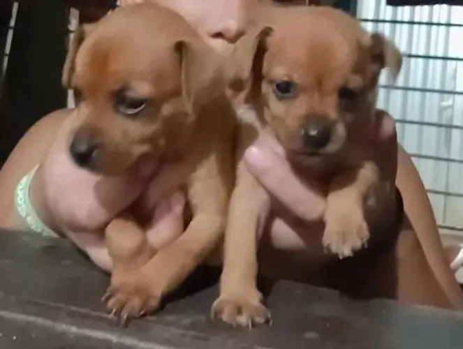 Vende-se filhotes de Pinscher