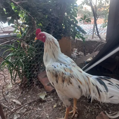 Galo caipira