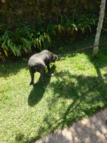 Doação de filhote de cachorro 