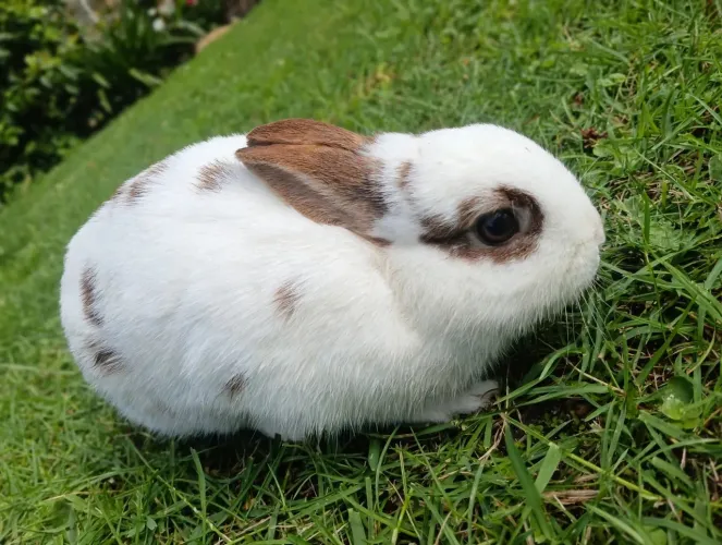 Coelhos