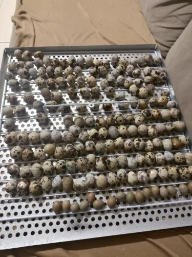 Ovos férteis Codorna Gigantes e Chinesas