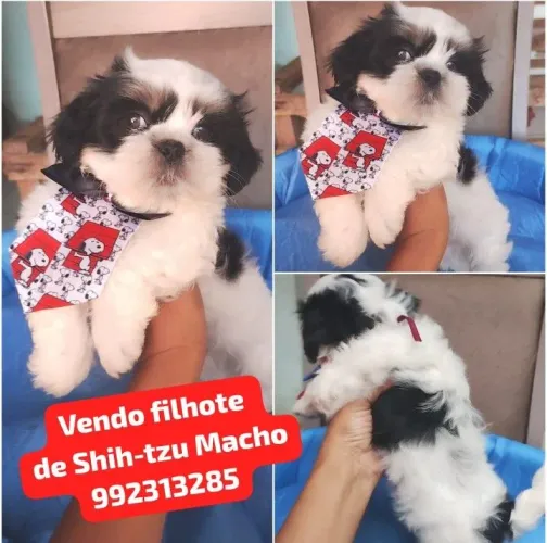Vendo filhote de Shih-tzu Macho
