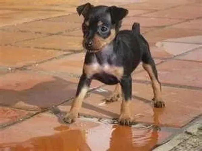 Neném Pinscher/Pincher de linhagem selecionada saudável e dócil dócil