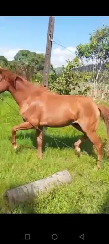 Cavalo Besta Mestiça quarto de milha 