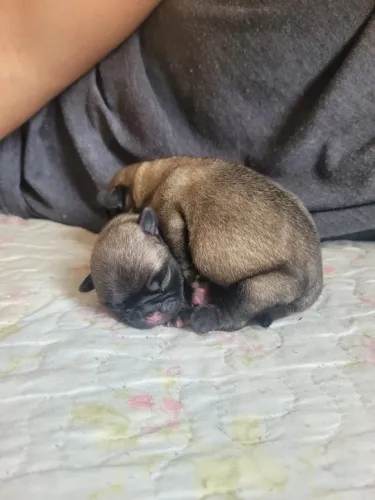 PUG FÊMEA DISPONÍVEL.