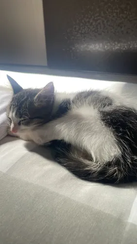 Gatinha para adoção 