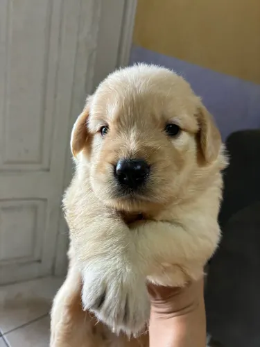 Filhote de Golden Retriever