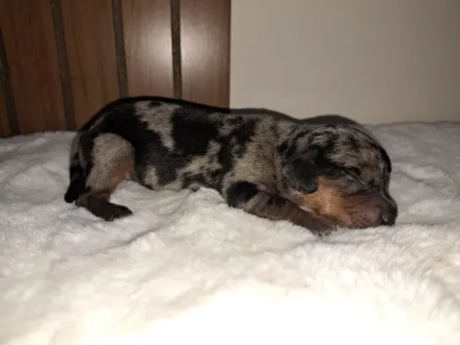 Teckel: Um Novo Amigo Esperando por Você