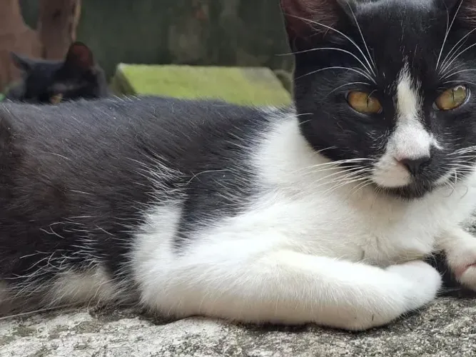 doação de gatinha