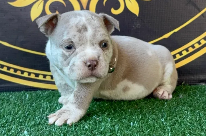 Amercian Bully micro Lilac Merle