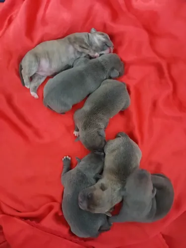 American Bully Poket  Blue