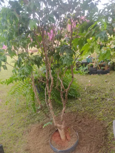 Jaboticaba ibrida