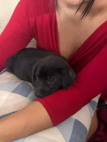 Doa-se Labrador retriver fêmea 