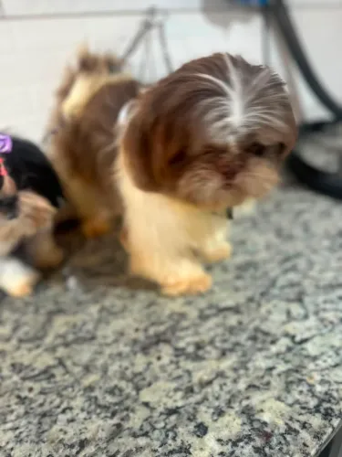 Shihtzu macho padreador chocolate
