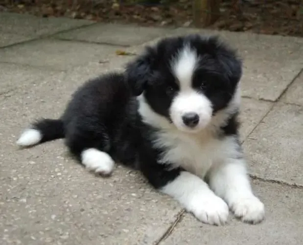Filhotes de Border Collie | Companhia que vira história.