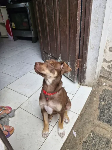 Cachorro Filhote meio Rottweiler/Pitbull