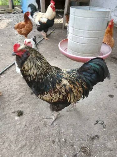 Galo ameraucana com GLC 10 meses