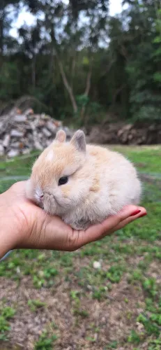 Mini coelho Netherland Dwarf 