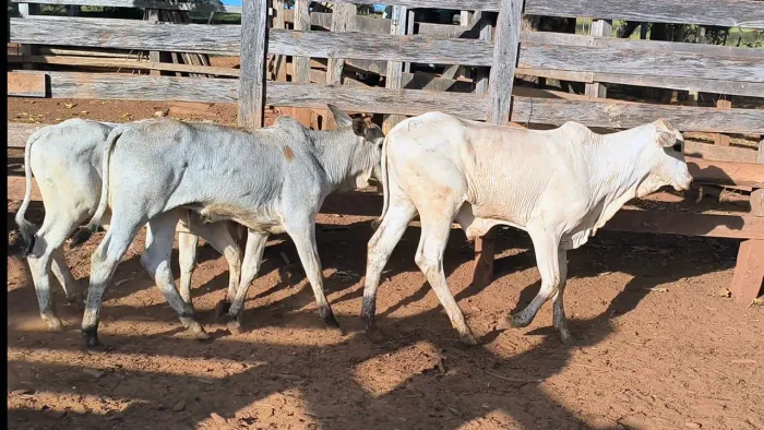 4 Bezerros Nelore Extra (Anápolis)