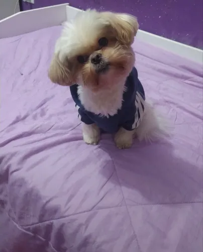Estou doando filhote shihtzu