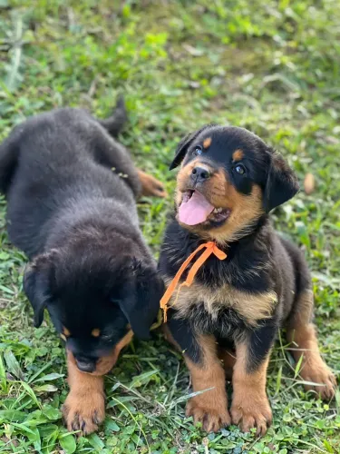 Rottweiler 
