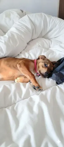 adoção de cachorrinhos 