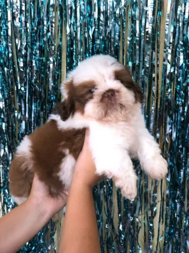 Shih Tzu Mini
