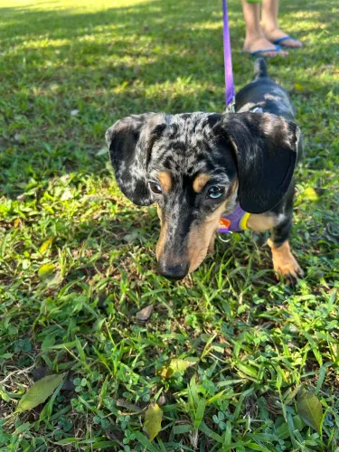 Cachorro Dachshund