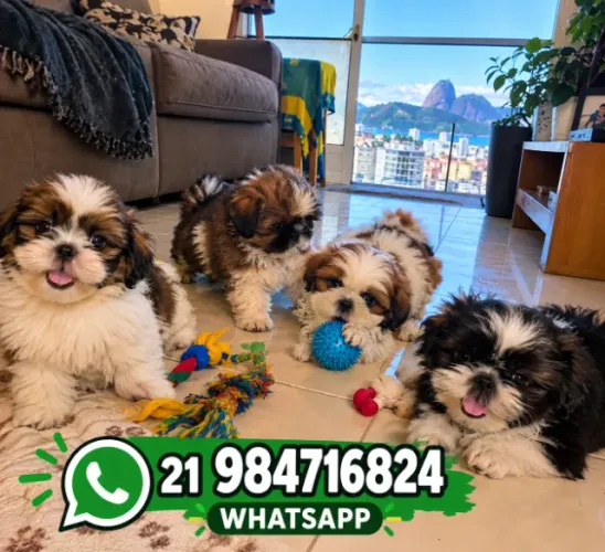 Filhotes de Shih Tzu para adoção